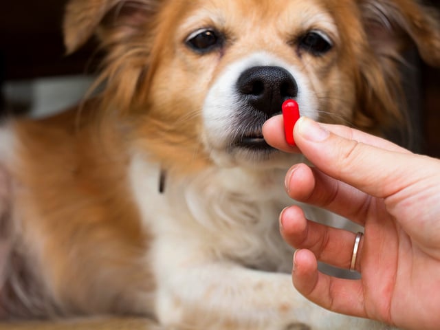 human medications safe for dogs.jpg