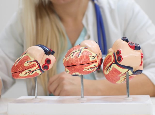 nurse in front of heart model.jpg