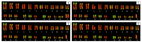 5 four chromosome images