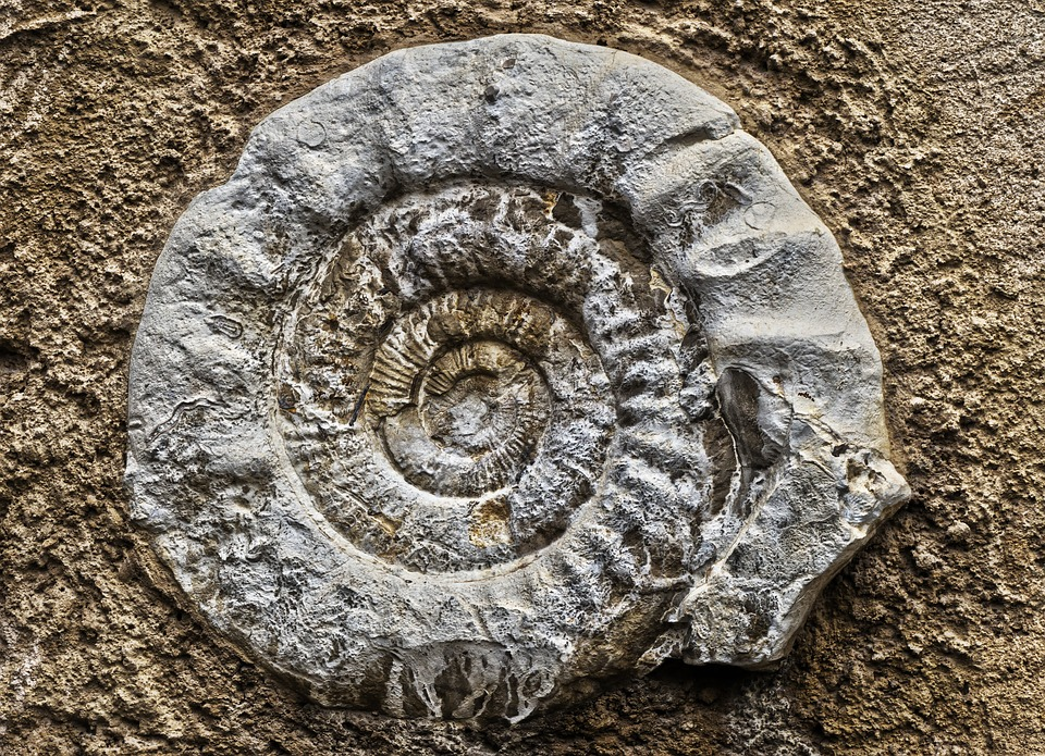 25 ammonite fossil