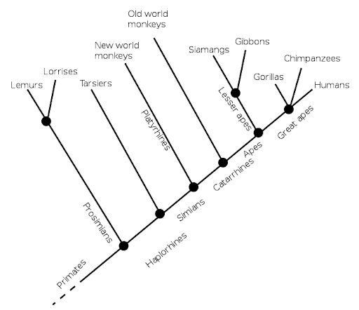 primate cladogram